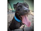 Adopt Africa a American Staffordshire Terrier, Black Labrador Retriever