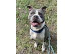 Adopt RUSSELL a American Staffordshire Terrier