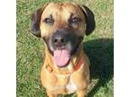 Adopt Rhysand (male) a Black Mouth Cur