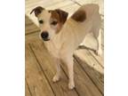 Adopt Wyatt a Jack Russell Terrier, Mixed Breed