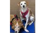Adopt John and Jazzy a Parson Russell Terrier