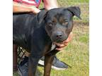 Adopt PAUL a Labrador Retriever, Mixed Breed