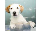 Adopt Freddi a Hound, Labrador Retriever