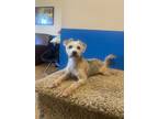 Adopt Frasier a Yorkshire Terrier, Poodle