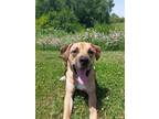 Adopt Rocky a Mastiff