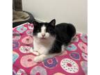 Adopt Barney a Domestic Short Hair