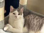 Adopt Cyrus a Domestic Short Hair