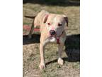 Adopt Yayo a Pit Bull Terrier, Mixed Breed