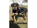 Adopt Snicker a Mixed Breed