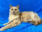 Adopt Carrot Cake a Domestic Long Hair