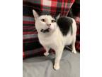 Adopt Samuel a Domestic Short Hair