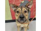 Adopt BECK a Mastiff, Mixed Breed