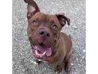 Adopt DUKE a Pit Bull Terrier, Mixed Breed