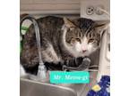 Adopt Mr. Meow-gi a Domestic Short Hair