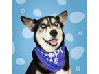 Adopt Lucky a Siberian Husky, German Shepherd Dog