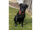 Adopt Duke a Labrador Retriever