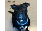Adopt Sonny a Pit Bull Terrier