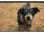 Adopt Scotty a Australian Cattle Dog / Blue Heeler