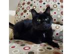 Adopt Hex a American Shorthair