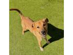Adopt Butterscotch - Lonely Hearts Club a Husky, German Shepherd Dog