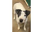 Adopt Snoopie a Pit Bull Terrier, Parson Russell Terrier