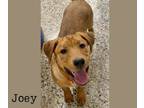 Adopt Joey a Labrador Retriever, Mixed Breed