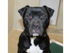 Adopt Fletcher - #42530 a American Bully, Staffordshire Bull Terrier