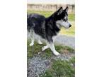 Adopt Logan a Husky