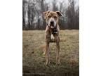 Adopt DEXTER a Plott Hound, Mixed Breed