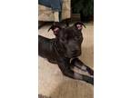 Adopt Romeo Blake a Pit Bull Terrier