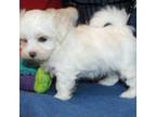Maltese Puppy for sale in Brownsboro, TX, USA