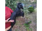 Cocker Spaniel Puppy for sale in Brooksville, FL, USA