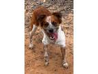 Adopt Guardian a Australian Cattle Dog / Blue Heeler, Australian Shepherd