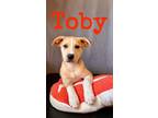 Adopt Toby a Terrier, Labrador Retriever