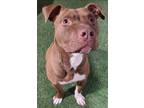 Adopt Burke a Pit Bull Terrier