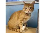 Adopt Blaze a Domestic Short Hair