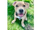 Adopt Doodles a American Bully