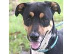 Adopt Spock 24 a Hound, Mixed Breed