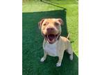 Adopt MITCHELL a Pit Bull Terrier