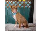 Adopt Willie a Pit Bull Terrier