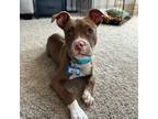 Adopt Willie a Pit Bull Terrier