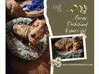 Adopt Dachshund- Carver a Dachshund