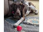 Adopt Bernard a German Shorthaired Pointer