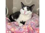 Adopt Claddagh a Domestic Short Hair