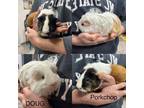 Adopt Porkchop a Guinea Pig