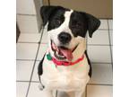 Adopt Snoopy a Pointer, American Staffordshire Terrier