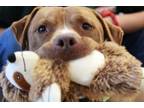 Adopt Yoshi a Pit Bull Terrier, Mixed Breed