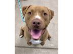 Adopt Yoshi a Pit Bull Terrier, Mixed Breed