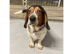 Adopt Woody a Beagle