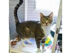 Adopt Parsnip a Domestic Short Hair